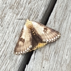 Epicoma contristis at Cook, ACT - 7 Jan 2021