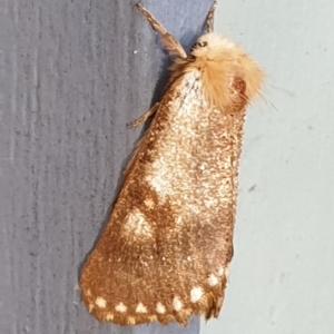 Epicoma contristis at Cook, ACT - 7 Jan 2021