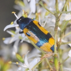 Castiarina skusei (A Jewel Beetle) at Aranda Bushland - 17 Jan 2021 by Harrisi