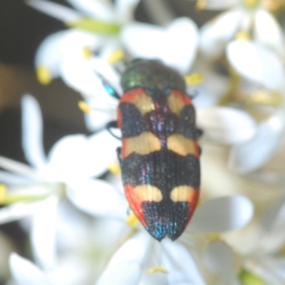 Castiarina sexplagiata (Jewel beetle) at Aranda Bushland - 17 Jan 2021 by Harrisi