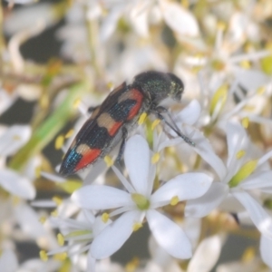 Castiarina sexplagiata at Holt, ACT - 17 Jan 2021 06:36 PM