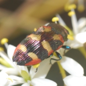 Castiarina sexplagiata at Holt, ACT - 17 Jan 2021