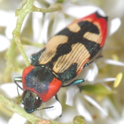 Castiarina erasma (Lovable jewel beetle) at Aranda Bushland - 17 Jan 2021 by Harrisi