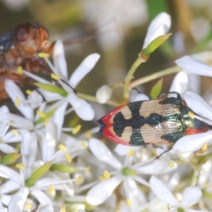 Castiarina erasma at Holt, ACT - 17 Jan 2021 08:41 PM