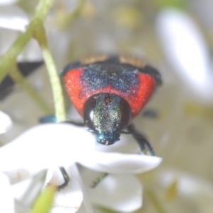 Castiarina erasma at Holt, ACT - 17 Jan 2021 08:41 PM