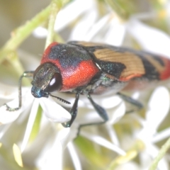 Castiarina erasma at Holt, ACT - 17 Jan 2021 08:41 PM