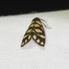 Asura lydia (Lydia Lichen Moth) at Downer, ACT - 8 Apr 2019 by AlisonMilton