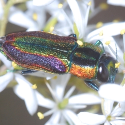 Selagis caloptera (Caloptera jewel beetle) at Black Mountain - 17 Jan 2021 by Harrisi