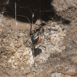 Latrodectus hasselti at Higgins, ACT - 17 Jan 2021 01:26 PM