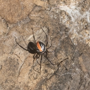 Latrodectus hasselti at Higgins, ACT - 17 Jan 2021 01:26 PM