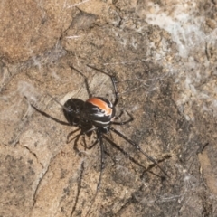 Latrodectus hasselti at Higgins, ACT - 17 Jan 2021