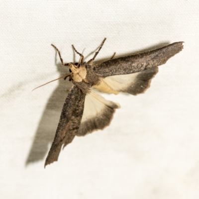 Fisera eribola (Orange-hooded Crest-moth) at Black Mountain - 8 Apr 2019 by AlisonMilton
