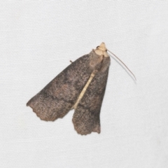 Fisera eribola at Downer, ACT - 8 Apr 2019 08:24 PM