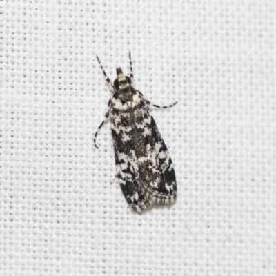 Scoparia exhibitalis (A Crambid moth) at Black Mountain - 8 Apr 2019 by AlisonMilton