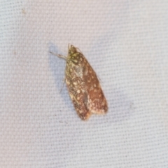 Lophopepla undescribed species (A concealer moth (Wingia group)) at Downer, ACT - 8 Apr 2019 by AlisonMilton
