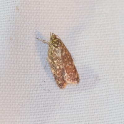 Lophopepla undescribed species (A concealer moth (Wingia group)) at Downer, ACT - 8 Apr 2019 by AlisonMilton