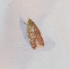 Lophopepla undescribed species (A concealer moth) at Downer, ACT - 8 Apr 2019 by AlisonMilton