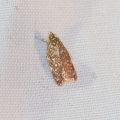 Lophopepla undescribed species (A concealer moth) at Black Mountain - 8 Apr 2019 by AlisonMilton
