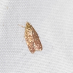 Lophopepla undescribed species at Downer, ACT - 8 Apr 2019 08:08 PM