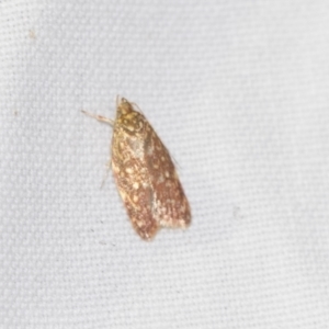 Lophopepla undescribed species at Downer, ACT - 8 Apr 2019 08:08 PM