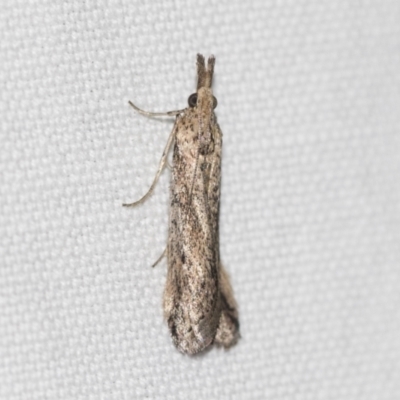 Faveria tritalis (Couchgrass Webworm) at Black Mountain - 8 Apr 2019 by AlisonMilton