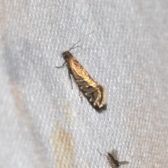 Glyphipterix perimetalla (Five-bar Sedge-moth) at Black Mountain - 8 Apr 2019 by AlisonMilton