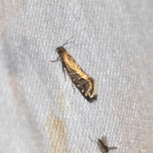 Glyphipterix perimetalla at Downer, ACT - 8 Apr 2019