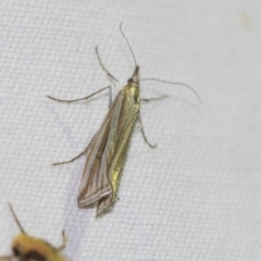 Hednota species near grammellus (Pyralid or snout moth) at Black Mountain - 8 Apr 2019 by AlisonMilton