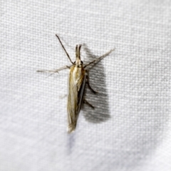 Hednota species near grammellus at Downer, ACT - 8 Apr 2019