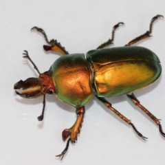 Lamprima aurata (Golden stag beetle) at Evatt, ACT - 4 Jan 2021 by TimL