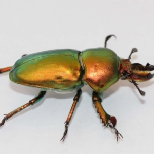 Lamprima aurata at Evatt, ACT - 4 Jan 2021