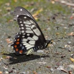 Papilio anactus (Dainty Swallowtail) at Downer, ACT - 17 Jan 2021 by TimL