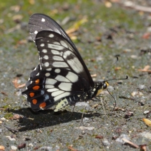 Papilio anactus at Downer, ACT - 17 Jan 2021