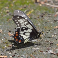 Papilio anactus at Downer, ACT - 17 Jan 2021