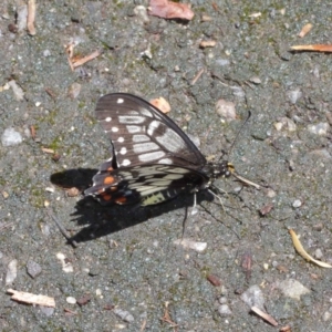 Papilio anactus at Downer, ACT - 17 Jan 2021 12:31 PM