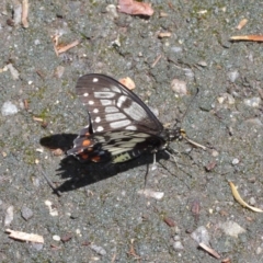 Papilio anactus at Downer, ACT - 17 Jan 2021
