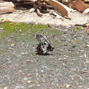 Papilio anactus at Downer, ACT - 17 Jan 2021