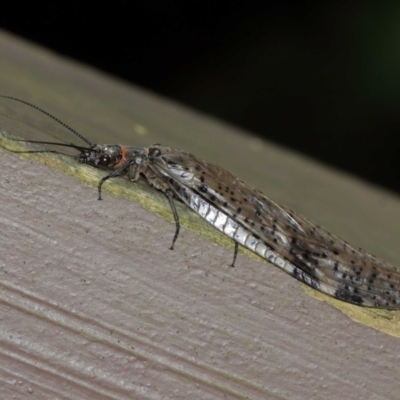 Archichauliodes (Riekochauliodes) guttiferus (Dobsonfly or Fishfly) at ANBG - 15 Jan 2021 by TimL