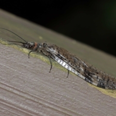 Archichauliodes (Riekochauliodes) guttiferus (Dobsonfly or Fishfly) at Acton, ACT - 15 Jan 2021 by TimL