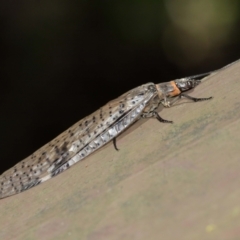 Archichauliodes (Riekochauliodes) guttiferus at Acton, ACT - 15 Jan 2021 01:59 PM