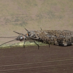 Archichauliodes (Riekochauliodes) guttiferus at Acton, ACT - 15 Jan 2021 01:59 PM