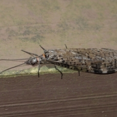 Archichauliodes (Riekochauliodes) guttiferus at Acton, ACT - 15 Jan 2021