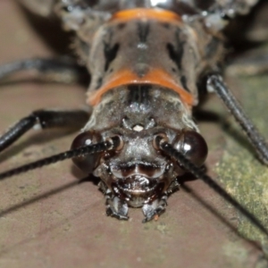 Archichauliodes (Riekochauliodes) guttiferus at Acton, ACT - 15 Jan 2021