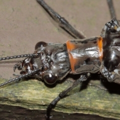 Archichauliodes (Riekochauliodes) guttiferus at Acton, ACT - 15 Jan 2021 01:59 PM