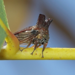 Ceraon sp. (genus) at Acton, ACT - suppressed