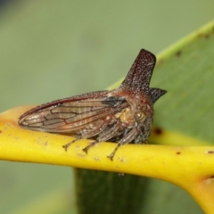 Ceraon sp. (genus) at Acton, ACT - suppressed