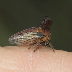 Ceraon sp. (genus) at Acton, ACT - suppressed