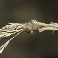 Dolophones sp. (genus) (Wrap-around spider) at Downer, ACT - 15 Jan 2021 by TimL