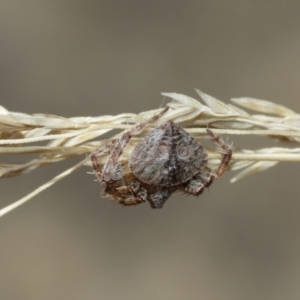 Dolophones sp. (genus) at Downer, ACT - suppressed