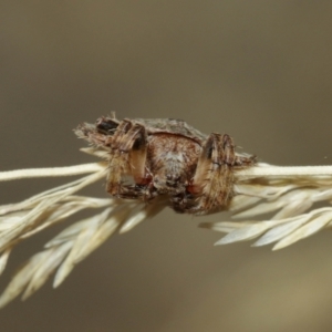 Dolophones sp. (genus) at Downer, ACT - suppressed